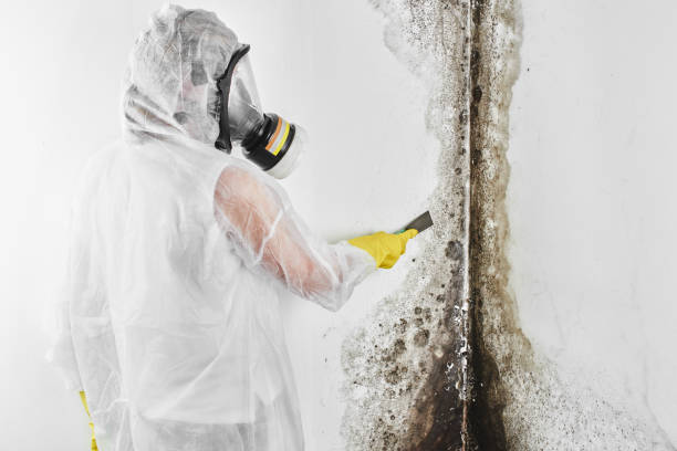 Best Fast Mold Removal  in Little Rock, AR