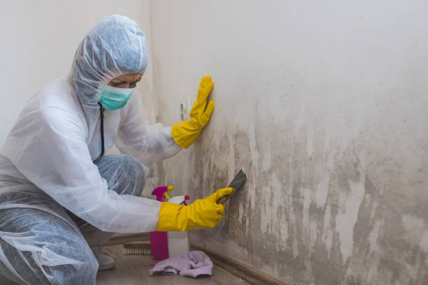 Professional Mold Removal in Little Rock, AR