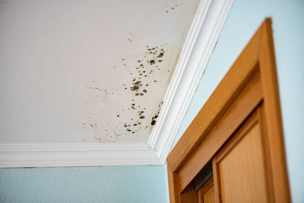 Best Mold Testing  in Little Rock, AR