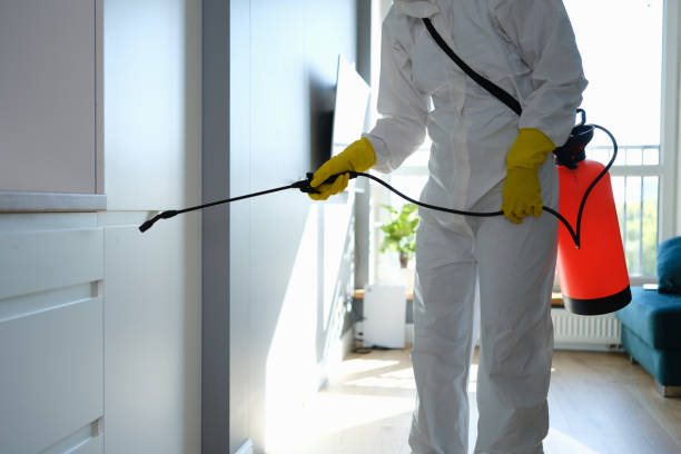 Best Mold Removal Specialists  in Little Rock, AR