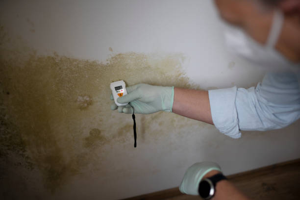Best Mold Damage Repair  in Little Rock, AR