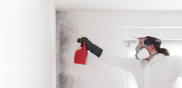 Best Mold Cleaning Services  in Little Rock, AR
