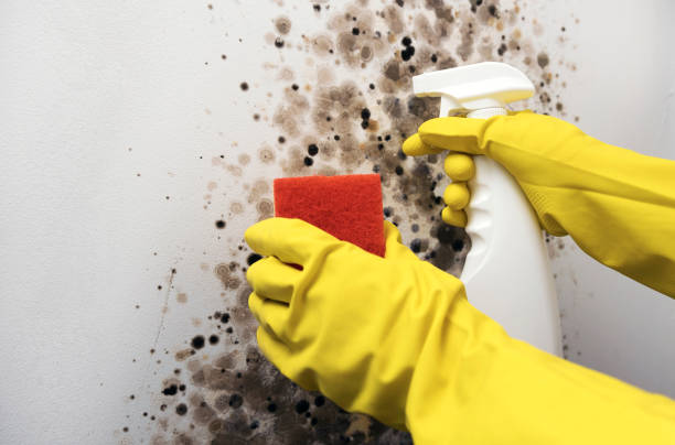 Best Black Mold Removal  in Little Rock, AR
