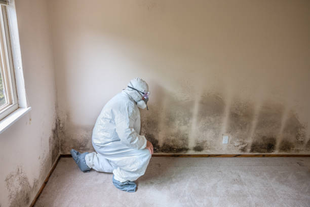 Best Mold Removal Near Me  in Little Rock, AR