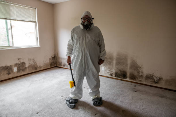 Best Mold Removal Company Near Me  in Little Rock, AR