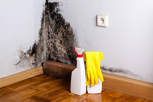 Best Professional Mold Removal  in Little Rock, AR