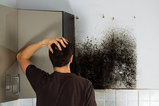 Office Mold Removal Services in Little Rock, AR