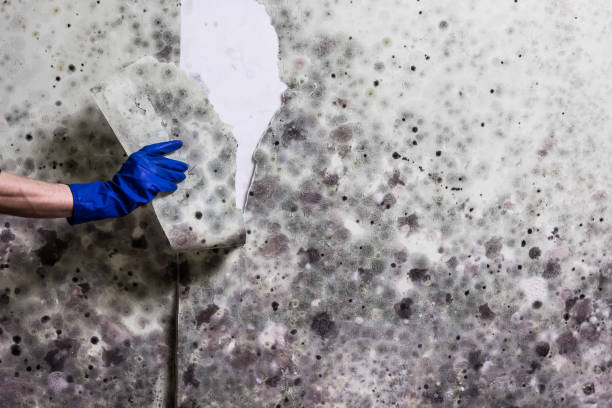 Best Home Mold Removal  in Little Rock, AR