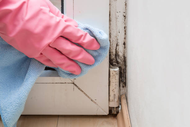 Best Mold Removal Process  in Little Rock, AR